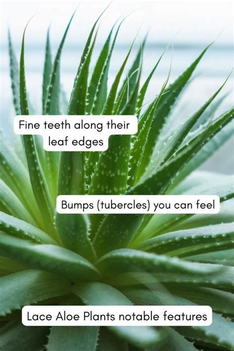 The Ultimate Guide to Lace Aloe Plant (Aristaloe aristata): Care, Propagation, and More ...