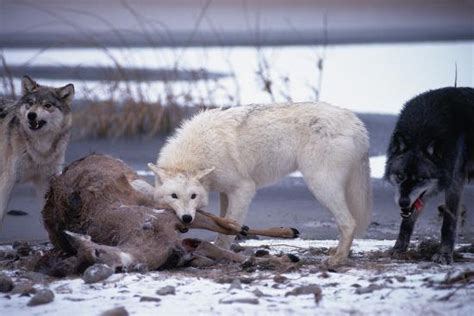 'Wolf Pack Eating Deer Carcass' Photographic Print - W. Perry Conway | AllPosters.com