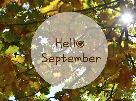 Hello September.Yellow Oak Leaves Background with Text.Fall Season ...