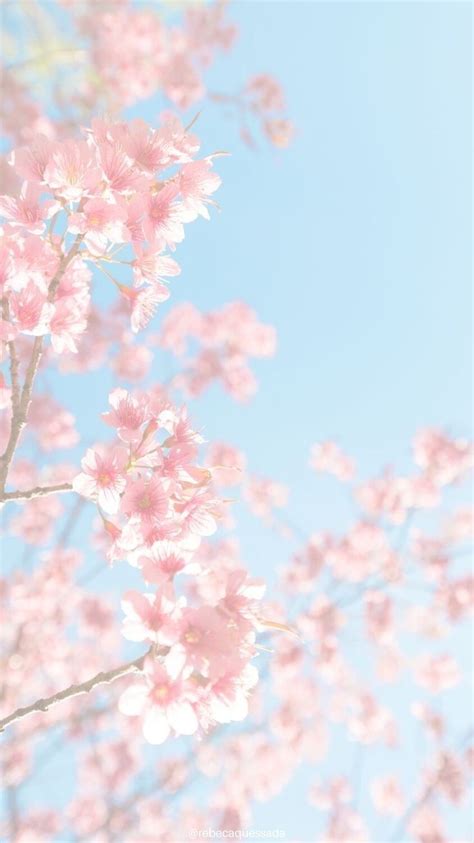 Sakura ( pink flower ) | パステル背景, 桜の壁紙, 桜 壁紙