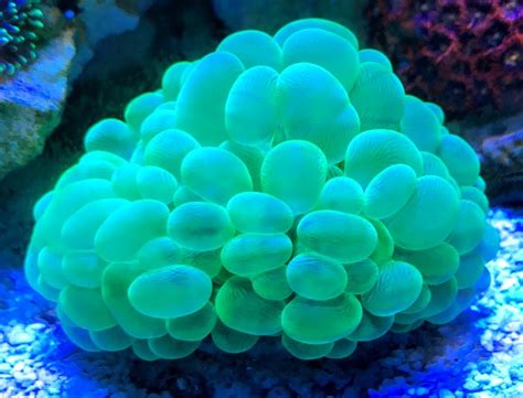 Any hope for my favorite Bubble Coral? | REEF2REEF Saltwater and Reef Aquarium Forum