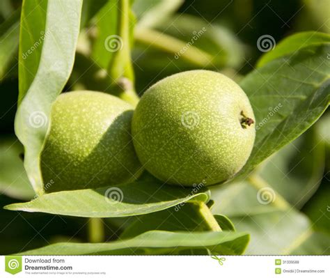 Green walnut stock photo. Image of environmental, diabetes - 31339588