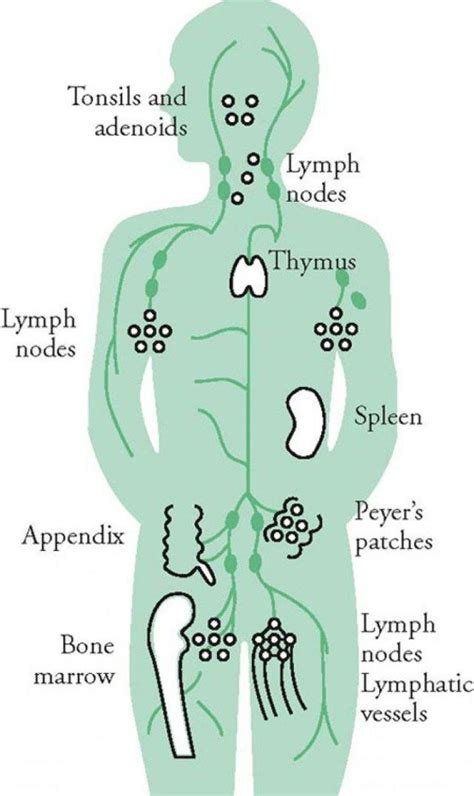 Lymphatic System Diagram For Kids | Lymphatic