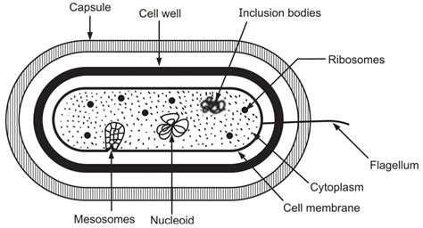 Ultra Structure of Bacteria - Solution Parmacy