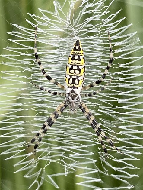 Yellow Garden Spider from Palmetto, FL, US on May 26, 2022 at 05:59 PM by Ryan Callahan ...