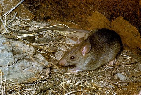 Native and introduced rats: some quick and dirty facts - Museums Victoria