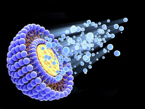 Drug Delivering Liposome Photograph by Alfred Pasieka/science Photo Library - Pixels