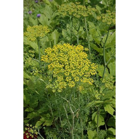 Proven Winners Hedger Dill, Live Plant, Herb, 4.25 in. Grande-HERDIL1017520 - The Home Depot