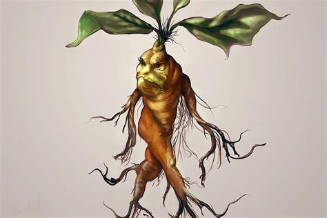 Download Mandrake, Plant, Root. Royalty-Free Stock Illustration Image ...