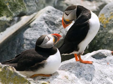 Puffins Interact on Machias Seal Island... photo by Jon Reaves | Puffins bird, Funny animal ...