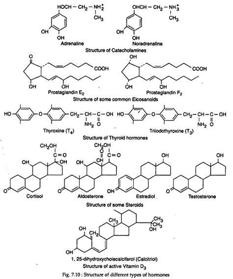 Hormones: Biology Notes on Hormones