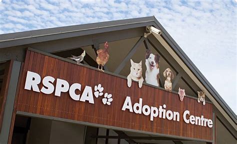 RSPCA - Adoption Centres | Charity Awareness | Pinterest