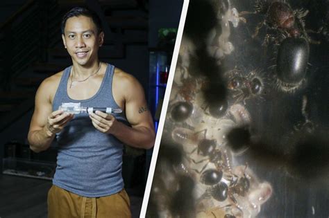 This ant species is confirmed to be in PH thanks to Mikey Bustos | ABS ...