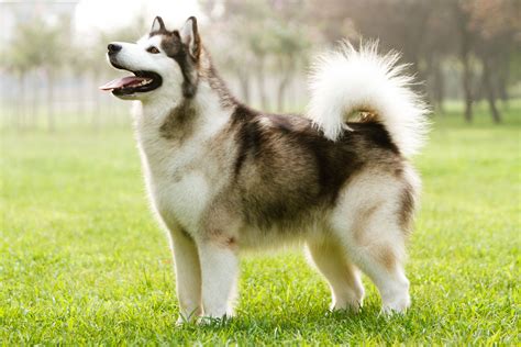 Alaskan Malamute: Dog Breed Characteristics & Care