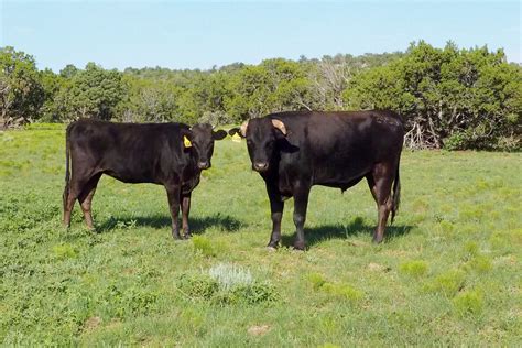 What-is-Wagyu - Lone Mountain Cattle