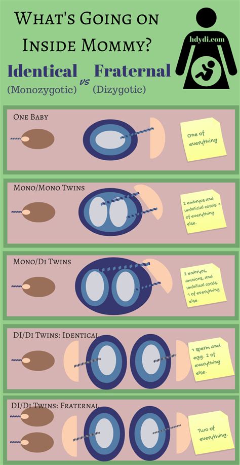 Identical Vs Fraternal: Explaining Your Twin Ultrasound | Fraternal twins