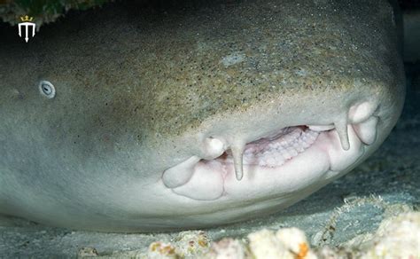 Nurse Shark - Behaviour, Habitat & Characteristics