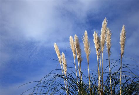 Pampas Grass 1 Free Photo Download | FreeImages