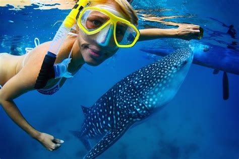 Los Cabos to La Paz Whale Shark Snorkeling Tour with Lunch 2022