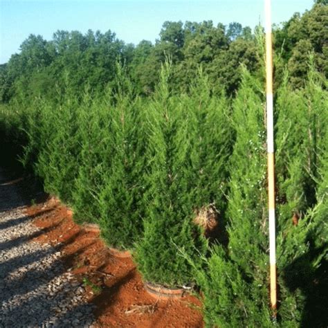 Juniperus Chinensis 'Hetzii Columnaris' - Hale and Hines Nursery