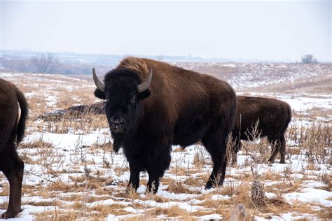 National Buffalo Museum Receives Donation of Breeding Bull from Cold ...