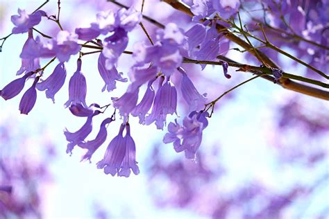 How to grow jacaranda trees | Jacaranda tree, Plants, Japanese maple tree