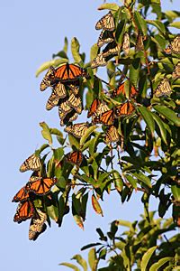 Pacific Grove Monarch Butterfly Sanctuary, Pacific Grove, CA - California Beaches