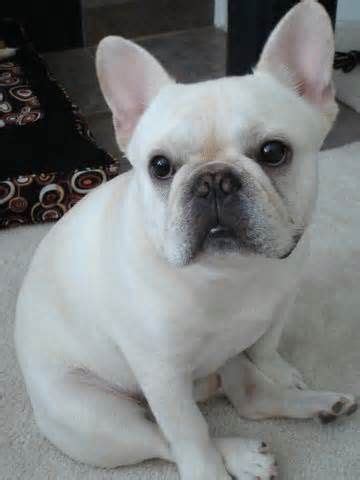 adult white french bulldog - Bing Images | French Bulldogs | Pinterest | White french bulldogs ...