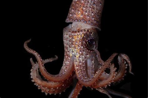 Strawberry Squid Looks Marvelously Bedazzled in 2021 | Strawberry, Ocean, Whale facts