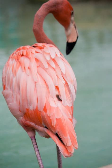 Pink Flamingo Shallow Focus on Feathers Stock Image - Image of beak, animal: 84836971