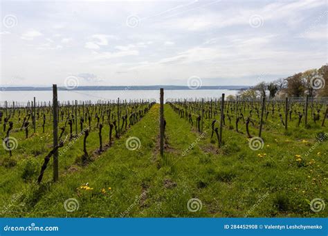 Vineyards in the Hills of Meersburg Stock Photo - Image of grapes, staatsweingut: 284452908