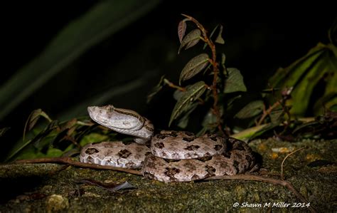 Venomous snakes of Okinawa-Japan | Okinawa Nature Photography