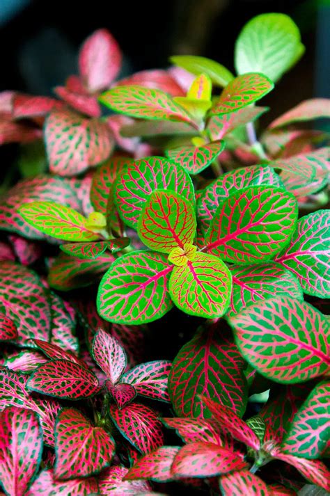 Fittonia (Nerve plant) as your house plant