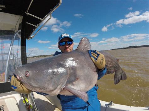 10 Biggest Catfish World Records of All Time - Game & Fish