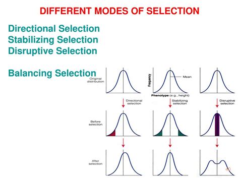 Balancing Selection