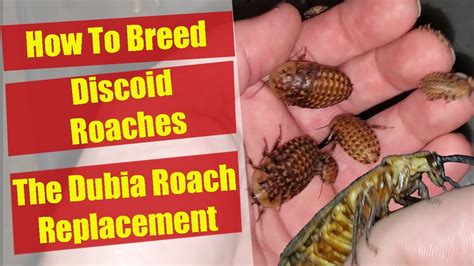Discoid Roach Breeding - Discoid Roach Colony - Dubia Roach Replacement/Alternative - Roach ...