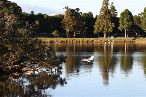 Ten things to see and do in Centennial Park — INCIDENTALLY SYDNEY