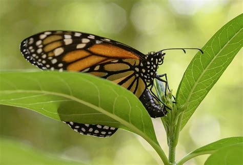 Mother of Monarchs: Unexpectedly rearing 22 caterpillars – Florida ...