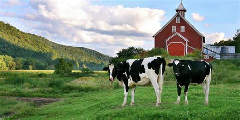 Our Farm - Liberty Hill Farm