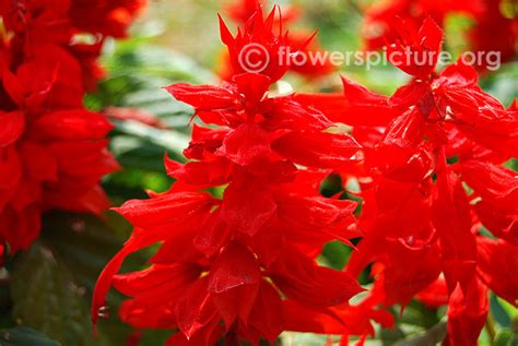 Salvia splendens varieties