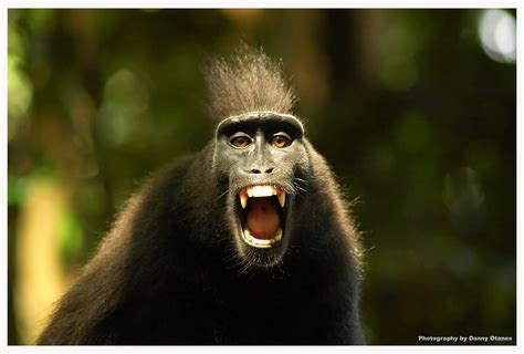 Angry Monkey | This guy was obviously not pleased with our p… | Flickr