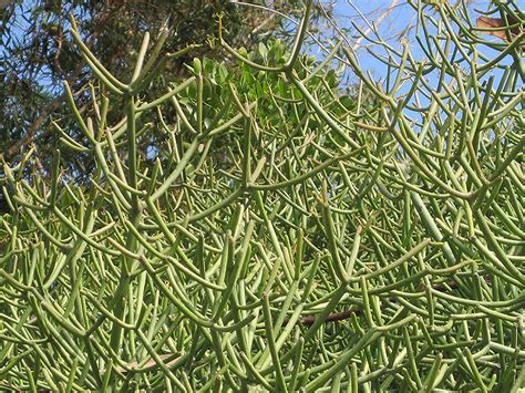 Pencil Tree (Euphorbia tirucalli) in Boston Hopkinton Chelmsford ...