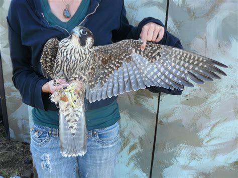 Peregrine Falcon | Golden Gate National Parks Conservancy