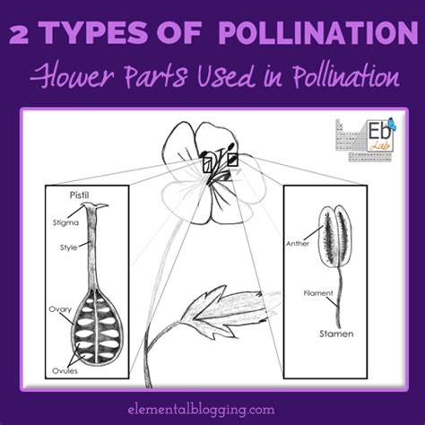 Types of Pollination