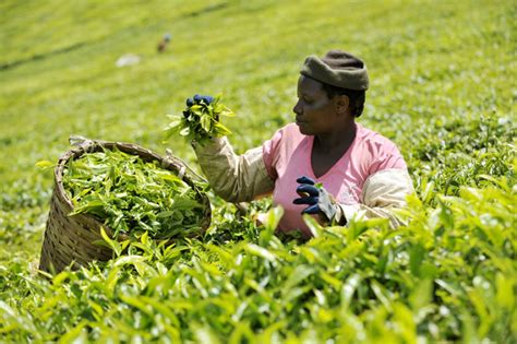 The Agricultural Sector in Kenya - The Borgen Project