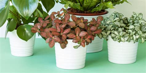 30 Easy Houseplants - Easy to Care For Indoor Plants