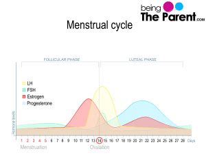 Progesterone During Pregnancy: What Happens If Its Level Is High Or Too ...