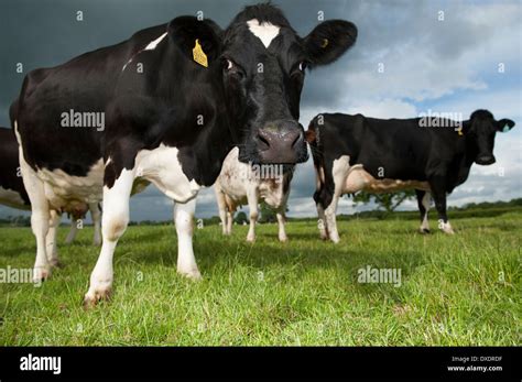 Holstein Friesian dairy cattle grazing in fields. Cumbria, UK Stock Photo - Alamy