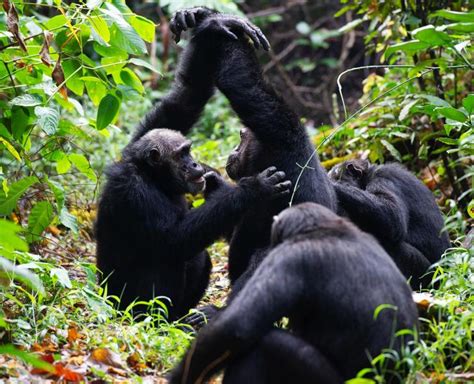 Chimpanzee | African Wildlife Foundation