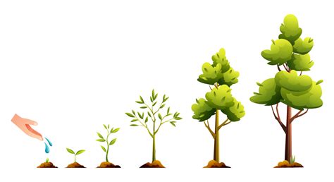 Tree Growing Growth Life Cycle Icon Set Clipart Pbs L - vrogue.co